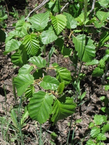 Alnus incana tenufolia